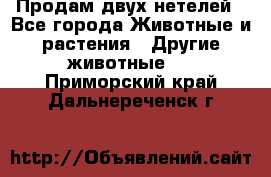 Продам двух нетелей - Все города Животные и растения » Другие животные   . Приморский край,Дальнереченск г.